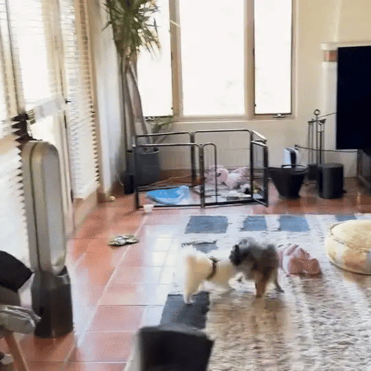 QuietTail™ - Anti-blaftrainer hond